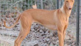 10 Fun Facts About AKCs Newest Italian Breeds – American
