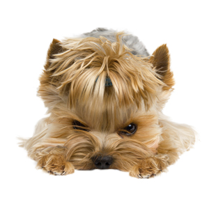11 Things Only Yorkshire Terrier Owners Understand – American Kennel