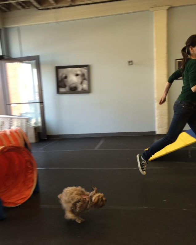 11 Things Only Yorkshire Terrier Owners Understand – American Kennel