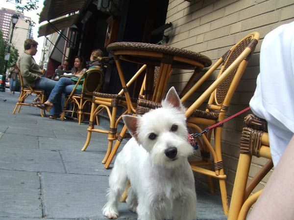 1777920556 664 7 Fun Things to Do with Your Dog In Philadelphia