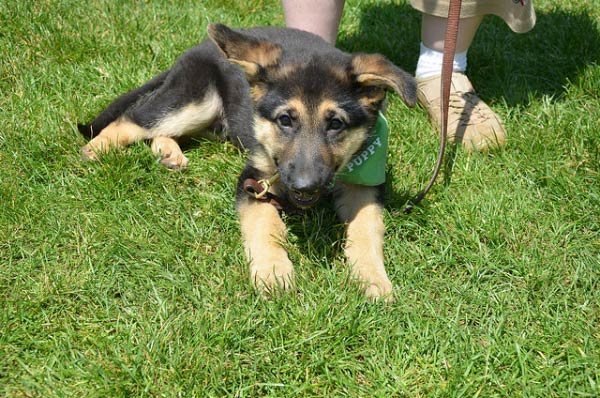1777920557 92 7 Fun Things to Do with Your Dog In Philadelphia
