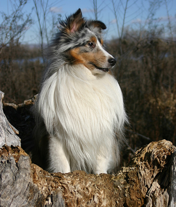 1777921606 767 8 Medium Sized Dogs – American Kennel Club