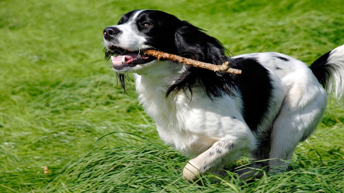 1777921607 735 8 Medium Sized Dogs – American Kennel Club