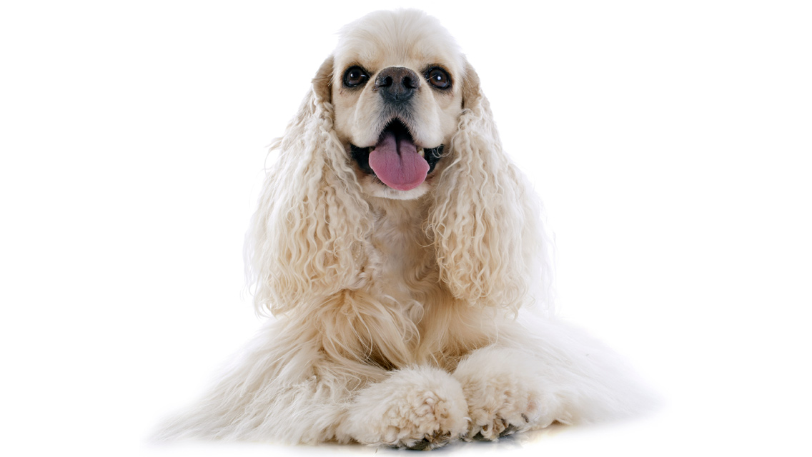 1777921607 748 8 Medium Sized Dogs – American Kennel Club