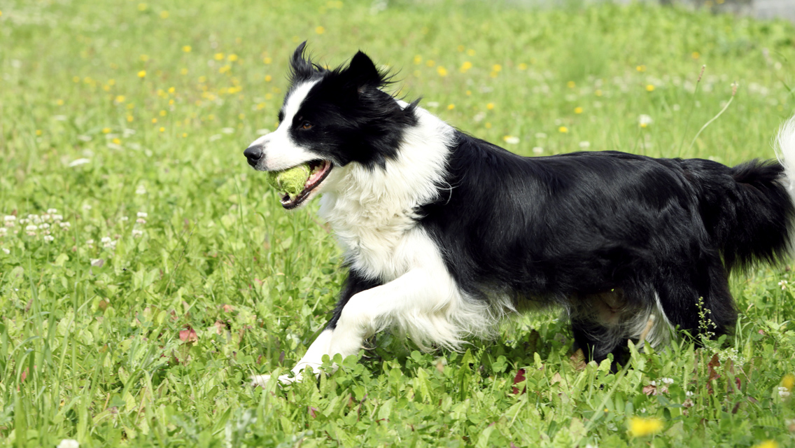 1777921608 667 8 Medium Sized Dogs – American Kennel Club