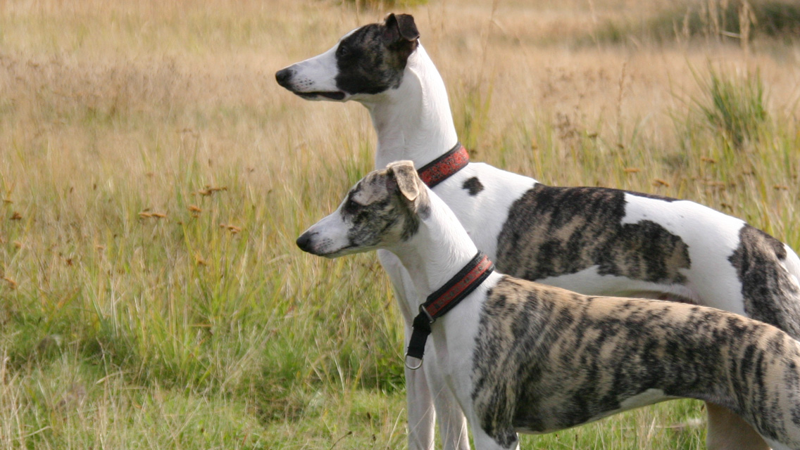 1777921608 827 8 Medium Sized Dogs – American Kennel Club