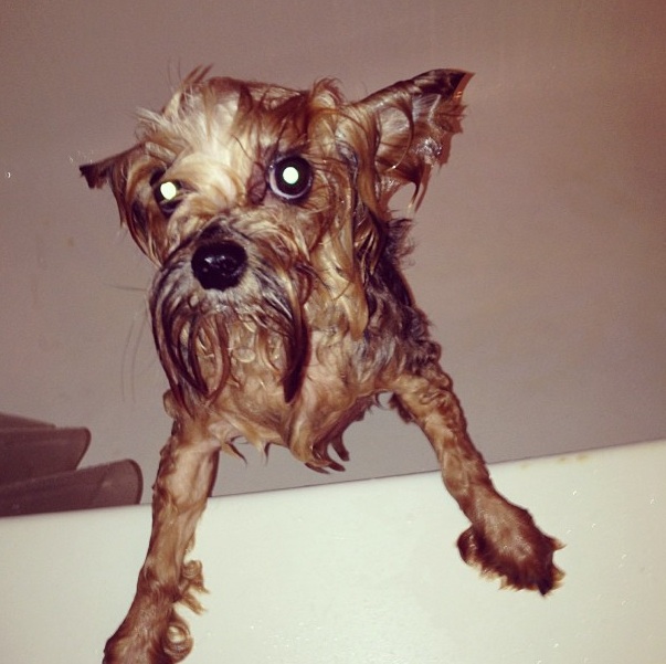 1777923154 712 11 Things Only Yorkshire Terrier Owners Understand – American Kennel