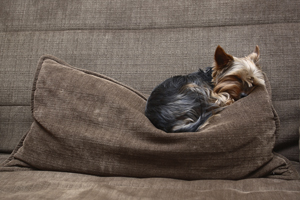 1777923155 557 11 Things Only Yorkshire Terrier Owners Understand – American Kennel