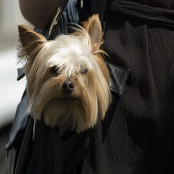 1777923155 933 11 Things Only Yorkshire Terrier Owners Understand – American Kennel