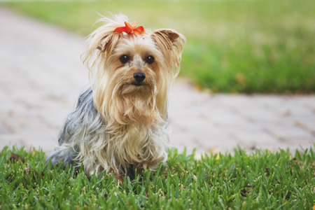 1777923156 15 11 Things Only Yorkshire Terrier Owners Understand – American Kennel