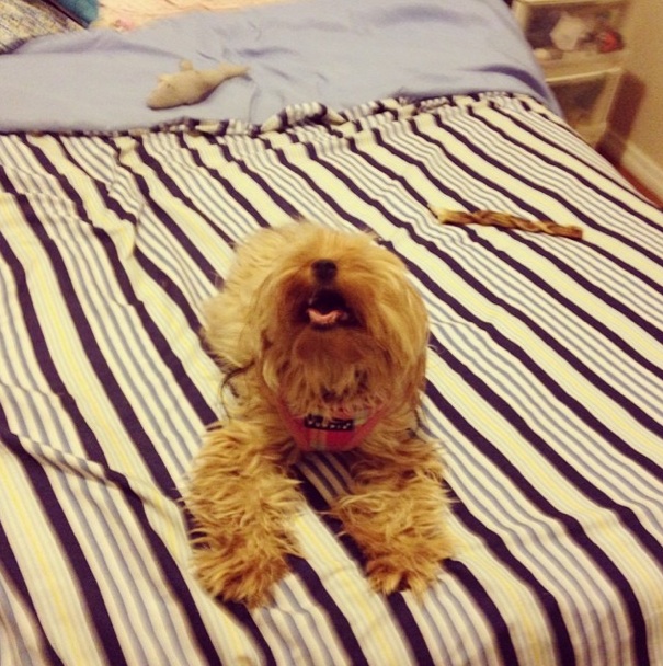 1777923156 175 11 Things Only Yorkshire Terrier Owners Understand – American Kennel
