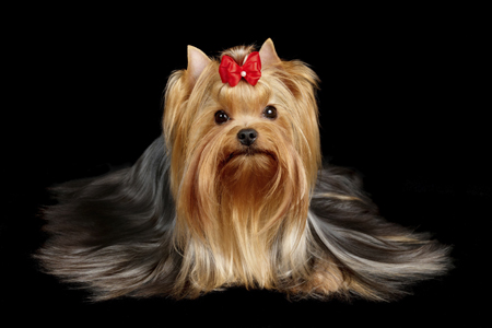 1777923156 297 11 Things Only Yorkshire Terrier Owners Understand – American Kennel