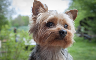 1777923157 583 11 Things Only Yorkshire Terrier Owners Understand – American Kennel