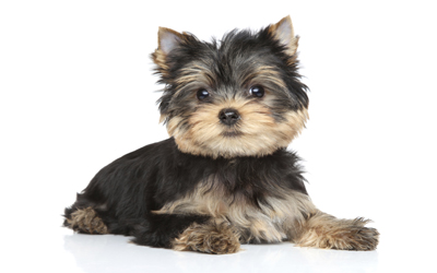 1777923157 881 11 Things Only Yorkshire Terrier Owners Understand – American Kennel
