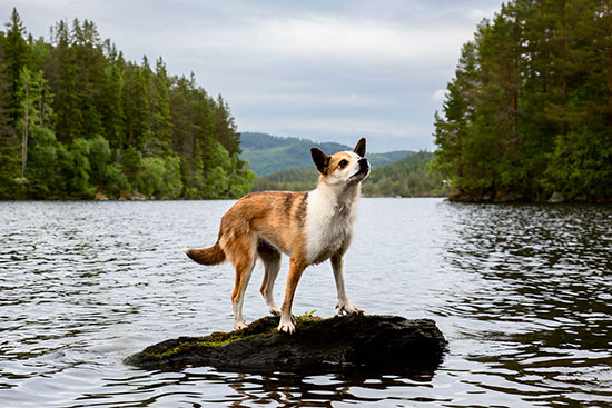 1777923700 172 Photographer Captures Amazing Images of Working Dogs Around the World