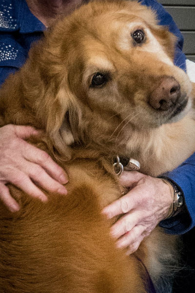 1777923921 899 When It Comes to Doggy Dynamics Sizzle Is Your Ultimate