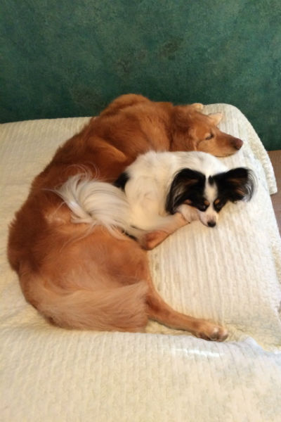1777923923 125 When It Comes to Doggy Dynamics Sizzle Is Your Ultimate