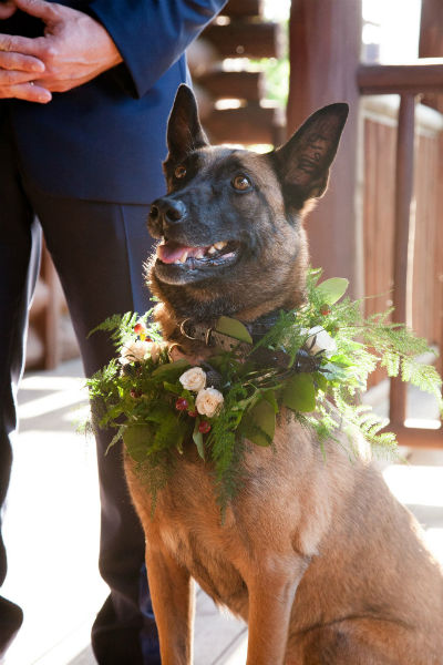 1777924017 657 The Story of Aura the K9 Military Dog and Heroine