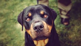 1777926652 445 Learn About the Powerful Confident and Courageous Rottweiler – American