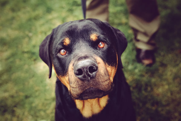 1777926652 445 Learn About the Powerful Confident and Courageous Rottweiler – American