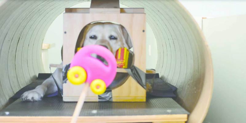 mri dog with toy
