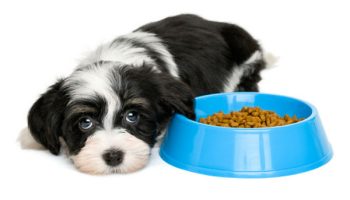 5 Common Dog Illnesses That Are Impacted by Nutrition –