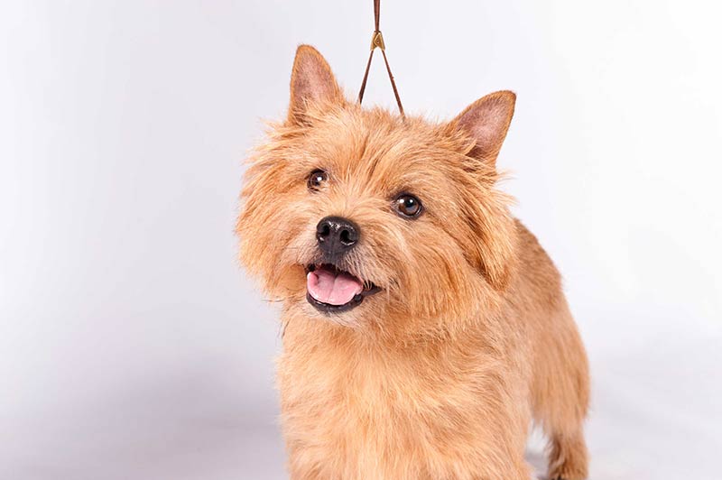5 Fun Characteristics of the Norwich Terrier – American Kennel