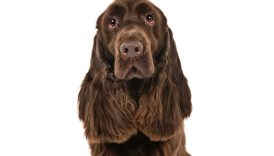 5 Reasons to Love the Field Spaniel – American Kennel