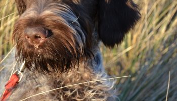5 Things You Didnt Know About The Wirehaired Pointing Griffon
