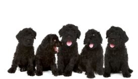 5 Things You Didnt Know About the Black Russian Terrier