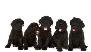 5 Things You Didnt Know About the Black Russian Terrier
