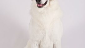 5 Things You Didnt Know About the Kuvasz – American