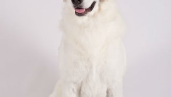 5 Things You Didnt Know About the Kuvasz – American