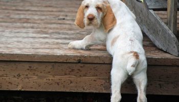 6 Things You Didnt Know About the Spinone Italiano –