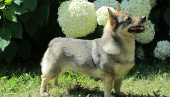 6 Things You Didnt Know About the Swedish Vallhund –