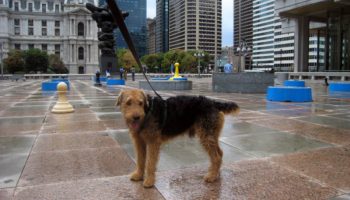 7 Fun Things to Do with Your Dog In Philadelphia