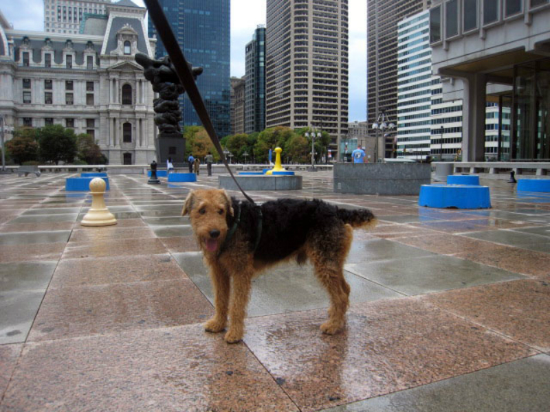 7 Fun Things to Do with Your Dog In Philadelphia