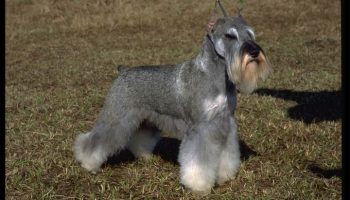 7 Small Dog Breeds With BIG Personalities – American Kennel