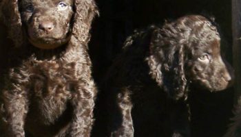 7 Things You Didnt Know About The American Water Spaniel