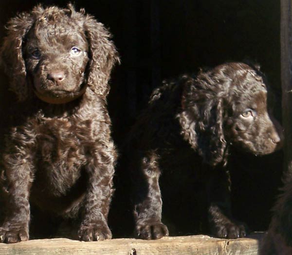 7 Things You Didnt Know About The American Water Spaniel