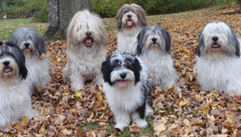 7 Things You Didnt Know About The Polish Lowland Sheepdog