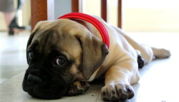 7 Things You Didnt Know About the Bullmastiff – American