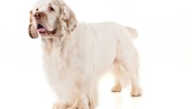 7 Things You Didnt Know About the Clumber Spaniel –