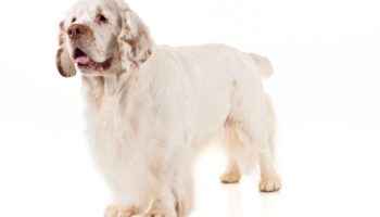 7 Things You Didnt Know About the Clumber Spaniel –