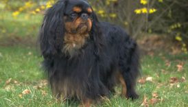 7 Things You Didnt Know About the English Toy Spaniel