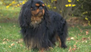 7 Things You Didnt Know About the English Toy Spaniel