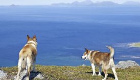 7 Things You Didnt Know About the Norwegian Lundehund –