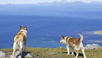 7 Things You Didnt Know About the Norwegian Lundehund –