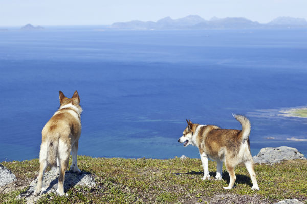 7 Things You Didnt Know About the Norwegian Lundehund –