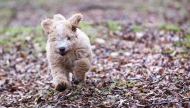7 Things the Spanish Water Dog Is and Isnt –
